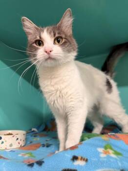 Domestic Medium Hair Cats Available for Adoption - **Cat Cafe** Wikki | PetCurious