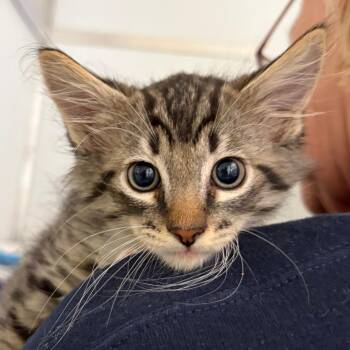 Domestic Short Hair Cats Available for Adoption in Ojai, California - Teriyaki | PetCurious