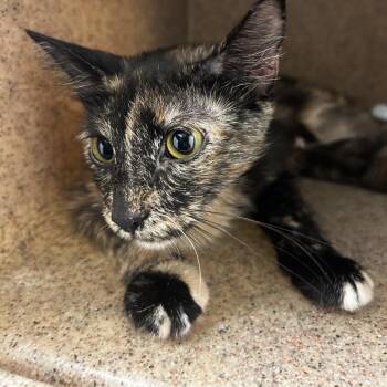 Celery -  Domestic Short Hair Cat for Adoption in Philadelphia, Pennsylvania - Celery | PetCurious