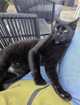 Zero -  Domestic Short Hair Cat for Adoption in Ferndale, Michigan - Zero | PetCurious