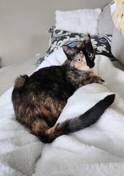 Rescue Calico and Domestic Short Hair Cats for Adoption in Jacksonville, Florida - Cami | PetCurious