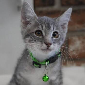 Dobby -  Domestic Short Hair Cat for Adoption in Coachella, California - Dobby | PetCurious