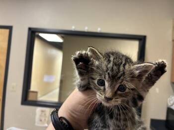 LARRY -  Domestic Short Hair Cat for Adoption in Modesto, California - LARRY | PetCurious