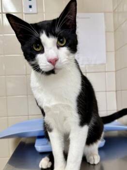 Domestic Short Hair Cats Available for Adoption - Jinu | PetCurious