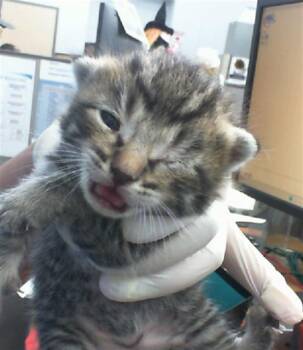 Rescue Domestic Short Hair Cats for Adoption in Dallas, Texas - PORTO | PetCurious