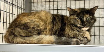 Rescue Domestic Short Hair Cats for Adoption in INDN HBR BCH, Florida - Ginger Root | PetCurious