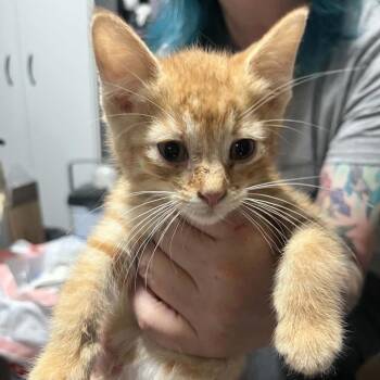 Queso -  Domestic Short Hair Cat for Adoption in Sioux Falls, South Dakota - Queso | PetCurious