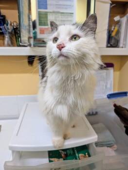 Domestic Long Hair Cats Available for Adoption - Roxi | PetCurious