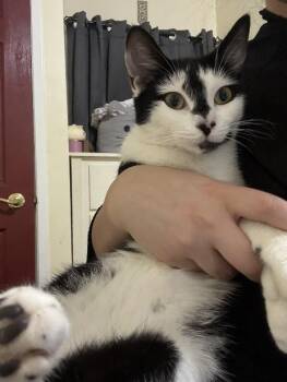 Rescue Domestic Short Hair Cats for Adoption - Joey | PetCurious
