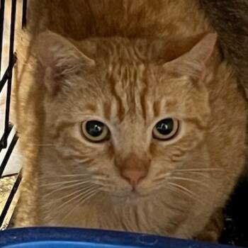 Rescue Domestic Short Hair Cats for Adoption in Cumming, Georgia - Nelson | PetCurious