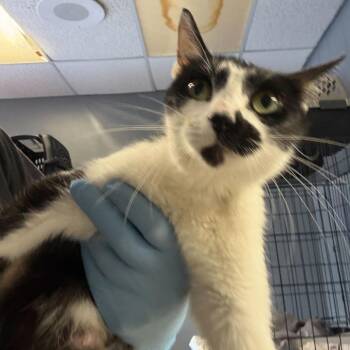 Domestic Short Hair Cats Available for Adoption in Summerlee, West Virginia - Betty Boop | PetCurious