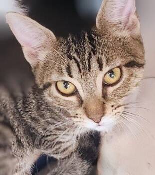 American Shorthair Cats Available for Adoption - Zuzu | PetCurious