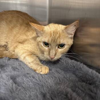 Magnolia -  Domestic Short Hair Cat for Adoption in Bentonville, Arkansas - Magnolia | PetCurious