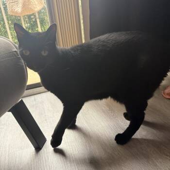 Onyx -  Domestic Short Hair Cat for Adoption in West Palm Beach, Florida - Onyx | PetCurious
