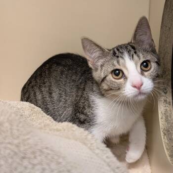 Rescue Domestic Short Hair Cats for Adoption in Oak Brook, Illinois - Buttercup | PetCurious