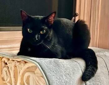 Jax ( friendly & sweet) -  Domestic Short Hair Cat for Adoption - Jax ( Friendly & Sweet) | PetCurious