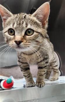 Domestic Medium Hair Cats Available for Adoption - GUMDROP | PetCurious