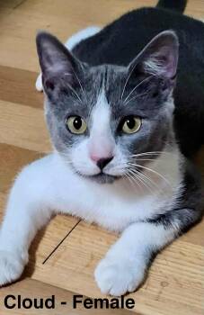 Rescue Domestic Short Hair Cats for Adoption in New Baltimore, Michigan - Cloud | PetCurious