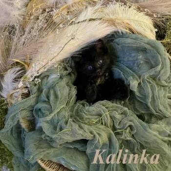 Kalinka -  Domestic Short Hair Cat for Adoption in Denver, Colorado - Kalinka | PetCurious