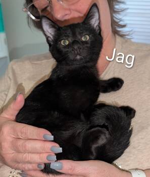 Rescue American Shorthair Cats for Adoption in Lilburn, Georgia - Jag | PetCurious
