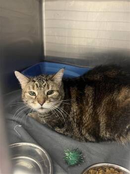 Domestic Short Hair Cats Available for Adoption in New Kensington, Pennsylvania - Biscuit | PetCurious
