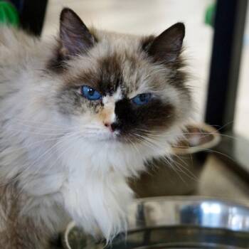 Ragdoll and Dilute Tortoiseshell Cats Available for Adoption in St. George, Utah - Autumn | PetCurious
