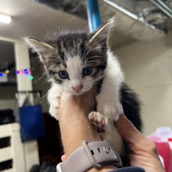 Babe -  Domestic Short Hair Cat for Adoption in Harrisville, West Virginia - Babe | PetCurious