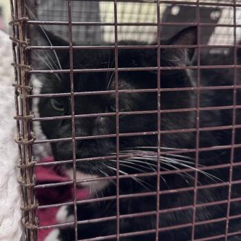 Xilo -  Domestic Short Hair Cat for Adoption in Chicago, Illinois - Xilo | PetCurious