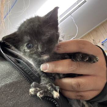 Kehlani -  Domestic Short Hair Cat for Adoption in Leander, Texas - Kehlani | PetCurious