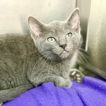 Sterling -  Domestic Short Hair Cat for Adoption in Jackson Township, New Jersey - Sterling | PetCurious