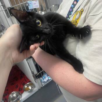 Scarlett -  Domestic Short Hair Cat for Adoption in King George, Virginia - Scarlett | PetCurious