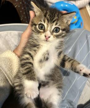 Pickle -  Domestic Short Hair Cat Available for Adoption in Westfield, New Jersey - Pickle | PetCurious