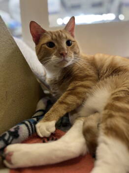 Rescue Tabby Cats for Adoption in Rockaway, New Jersey - Clubber RPS | PetCurious