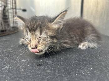 LENNY -  Domestic Short Hair Cat for Adoption in San Antonio, Texas - LENNY | PetCurious