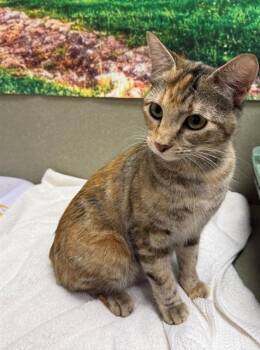 A551535 -  Domestic Short Hair Cat for Adoption in Moreno Valley, California - A551535 | PetCurious