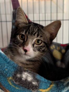 Andy -  Domestic Short Hair Cat for Adoption in Shelton, Washington - Andy | PetCurious