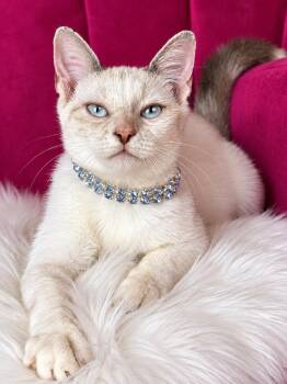 Sophie -  Siamese Cat for Adoption in Pasadena, Texas - Sophie | PetCurious
