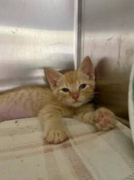 93986a Yabba -  Domestic Short Hair Cat for Adoption in North Charleston, South Carolina - 93986a Yabba | PetCurious