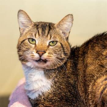 PHOENIX -  Domestic Short Hair Cat Available for Adoption in Methuen, Massachusetts - PHOENIX | PetCurious