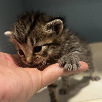 Domestic Short Hair Cats Available for Adoption in Chattanooga, Tennessee - Cheetos | PetCurious
