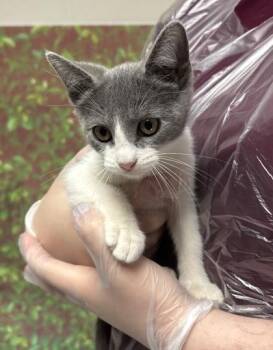 Hummus -  Domestic Short Hair Cat Available for Adoption in San Antonio, Texas - Hummus | PetCurious