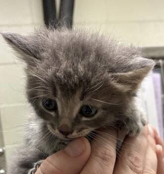 E.  Benedict -  Domestic Short Hair Cat for Adoption in Minneapolis, Minnesota - E.  Benedict | PetCurious