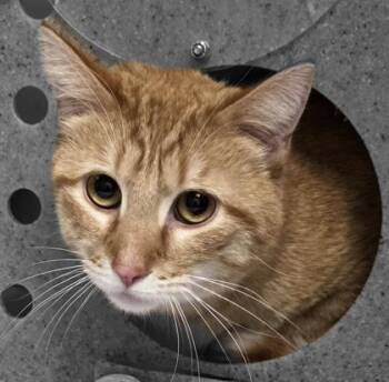 Domestic Short Hair Cats Available for Adoption in Dubuque, Iowa - Velvet | PetCurious