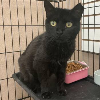 Rita Hayworth -  Domestic Short Hair Cat for Adoption in Las Vegas, Nevada - Rita Hayworth | PetCurious
