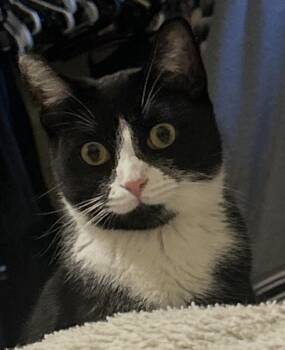 Domestic Short Hair Cats Available for Adoption - Emi ( Sweet & Friendly)  | PetCurious