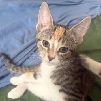 Fauna -  Domestic Short Hair Cat for Adoption in Ferndale, Michigan - Fauna | PetCurious