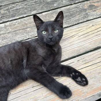 Rescue Domestic Short Hair Cats for Adoption in Vine Grove, Kentucky - Percy *** Courtesy Post*** | PetCurious