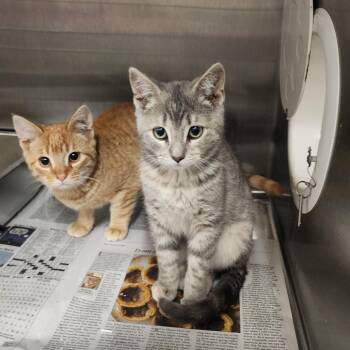 Domestic Short Hair Cats Available for Adoption - Gracie | PetCurious