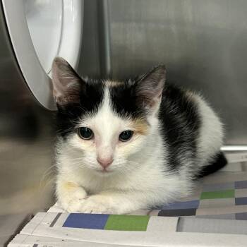 Shortcake -  Domestic Short Hair Cat for Adoption in Marshall, Virginia - Shortcake | PetCurious