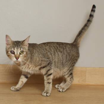 Domestic Short Hair Cats Available for Adoption in Minnetonka, Minnesota - Remy C68093 | PetCurious